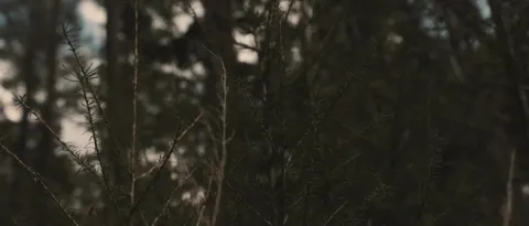 Video 4