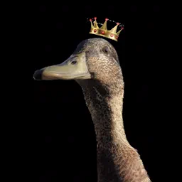 KingDuck