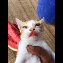 MelonCatPMV