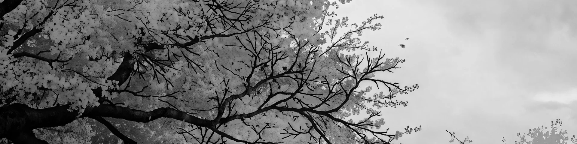 Profile banner