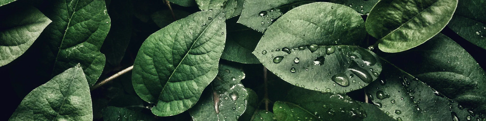 Profile banner