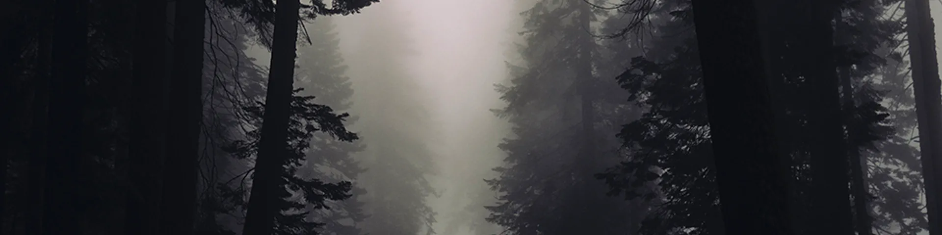 Profile banner