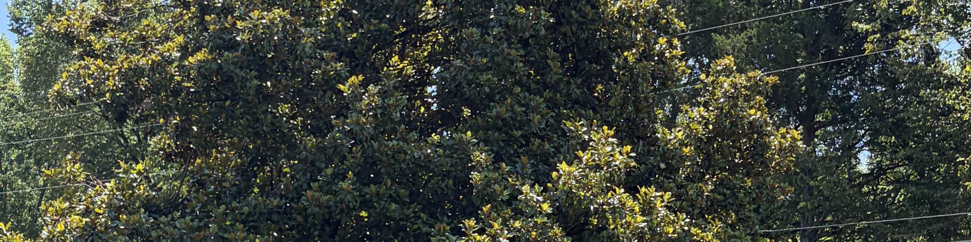 Profile banner