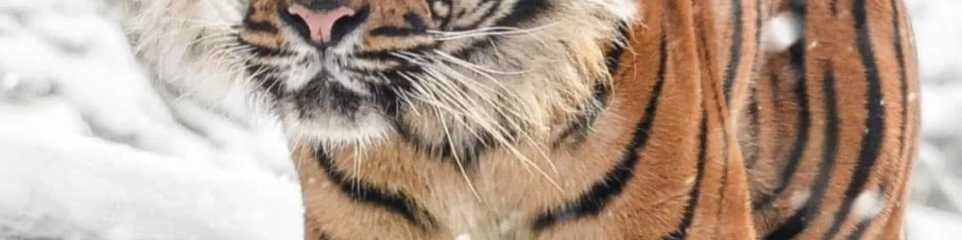 Profile banner