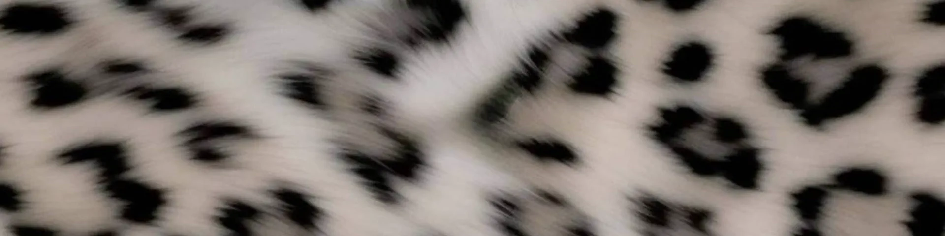 Profile banner