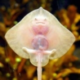 stingray39