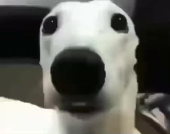 dogkick