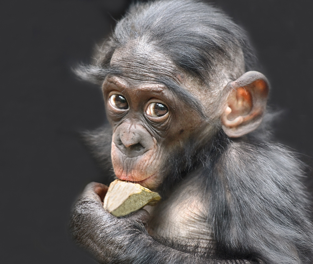 nobonobo