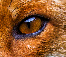 Kurama18