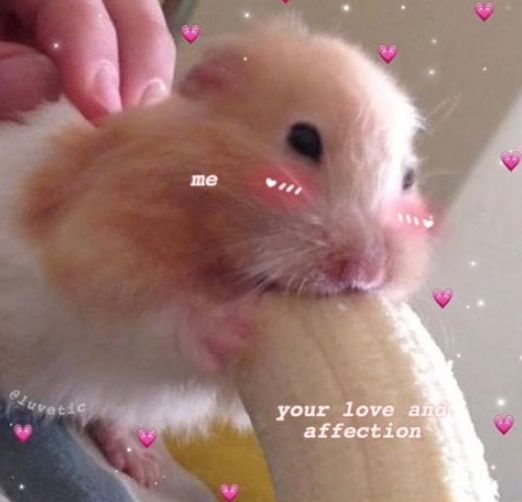 cutebeastof