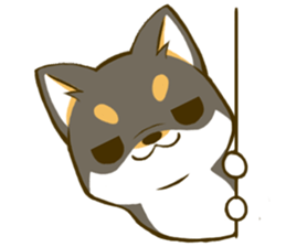 blackshiba