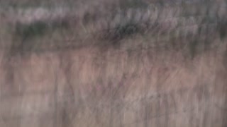 Thumbnail at 0:44