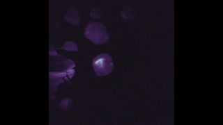 Thumbnail at 0:00
